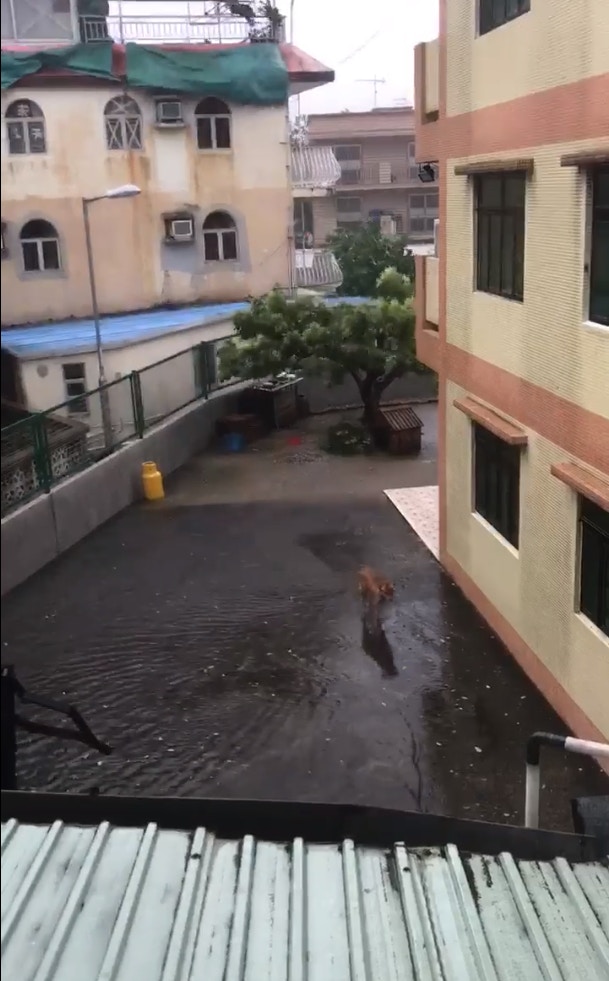 有網民拍到小狗在元朗村屋外冒雨徘徊,以為狗主不讓小狗入屋,其後經了解後,相信小狗好奇自行走出屋外。 (fb專頁「盡在元朗」影片截圖) 有網民拍到小狗在元朗村屋外冒雨徘徊,以為狗主不讓小狗入屋,其後經了解後,相信小狗好奇自行走出屋外。 (fb專頁「盡在元朗」影片截圖)