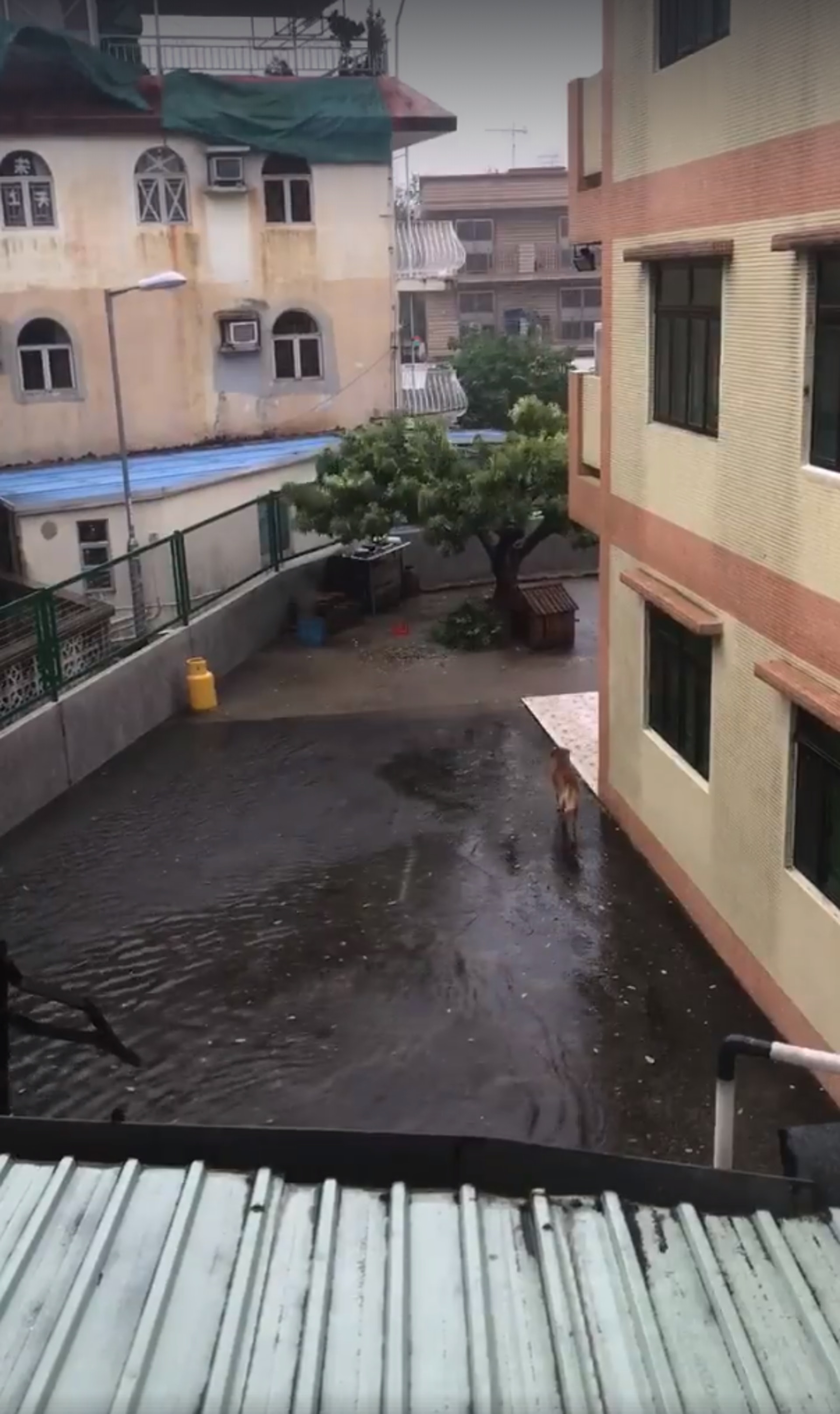 有網民拍到小狗在元朗村屋外冒雨徘徊,以為狗主不讓小狗入屋,其後經了解後,相信小狗好奇自行走出屋外。 (fb專頁「盡在元朗」影片截圖) 有網民拍到小狗在元朗村屋外冒雨徘徊,以為狗主不讓小狗入屋,其後經了解後,相信小狗好奇自行走出屋外。 (fb專頁「盡在元朗」影片截圖)