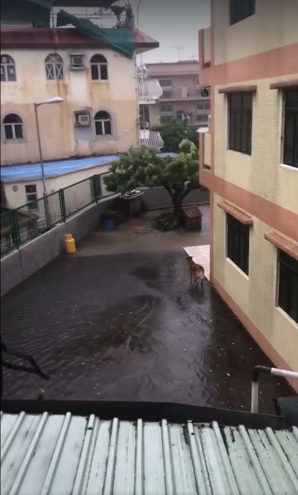 有網民拍到小狗在元朗村屋外冒雨徘徊,以為狗主不讓小狗入屋,其後經了解後,相信小狗好奇自行走出屋外。 (fb專頁「盡在元朗」影片截圖) 有網民拍到小狗在元朗村屋外冒雨徘徊,以為狗主不讓小狗入屋,其後經了解後,相信小狗好奇自行走出屋外。 (fb專頁「盡在元朗」影片截圖)