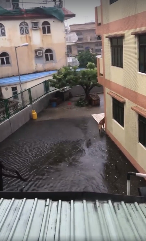 有網民拍到小狗在元朗村屋外冒雨徘徊,以為狗主不讓小狗入屋,其後經了解後,相信小狗好奇自行走出屋外。 (fb專頁「盡在元朗」影片截圖) 有網民拍到小狗在元朗村屋外冒雨徘徊,以為狗主不讓小狗入屋,其後經了解後,相信小狗好奇自行走出屋外。 (fb專頁「盡在元朗」影片截圖)