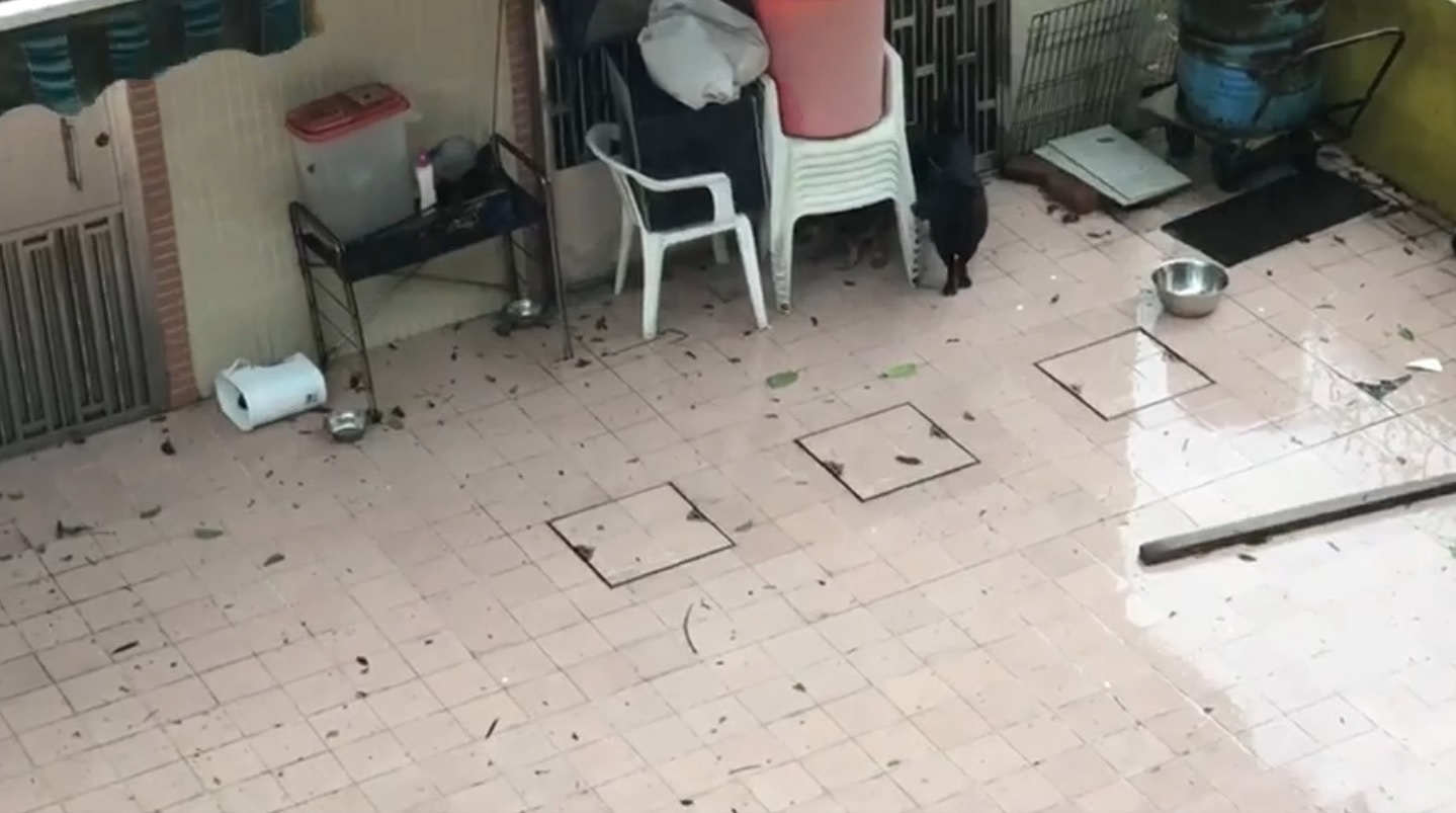 差點有木棒擊中狗狗。(Charlie On) 差點有木棒擊中狗狗。(Charlie On)