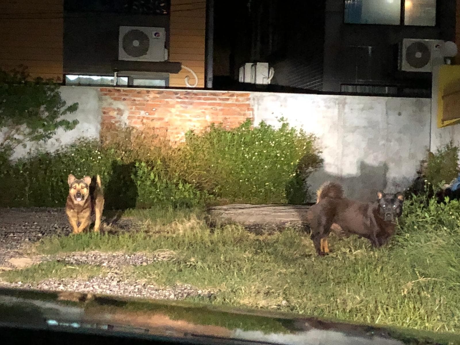 對於狗狗的慘況,Charlie直言非常無奈。(Charlie On) 對於狗狗的慘況,Charlie直言非常無奈。(Charlie On)