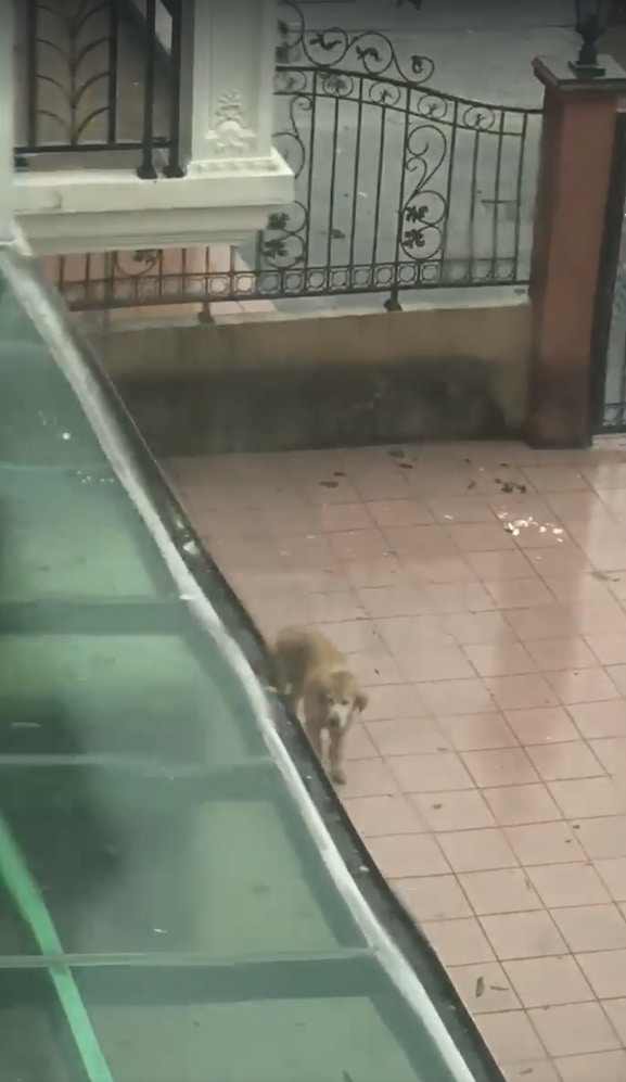 元朗還有其他居民一度將小狗放到屋外被網民拍下,屋主之後才將牠接入屋內。(fb群組「元朗吹水區」影片截圖) 元朗還有其他居民一度將小狗放到屋外被網民拍下,屋主之後才將牠接入屋內。(fb群組「元朗吹水區」影片截圖)