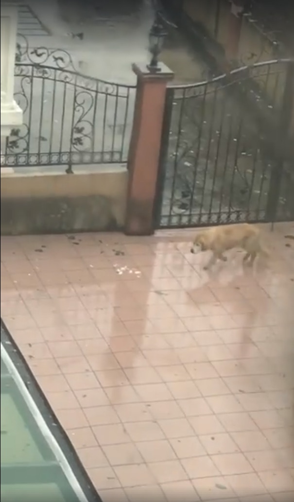 元朗還有其他居民一度將小狗放到屋外被網民拍下,屋主之後才將牠接入屋內。(fb群組「元朗吹水區」影片截圖) 元朗還有其他居民一度將小狗放到屋外被網民拍下,屋主之後才將牠接入屋內。(fb群組「元朗吹水區」影片截圖)