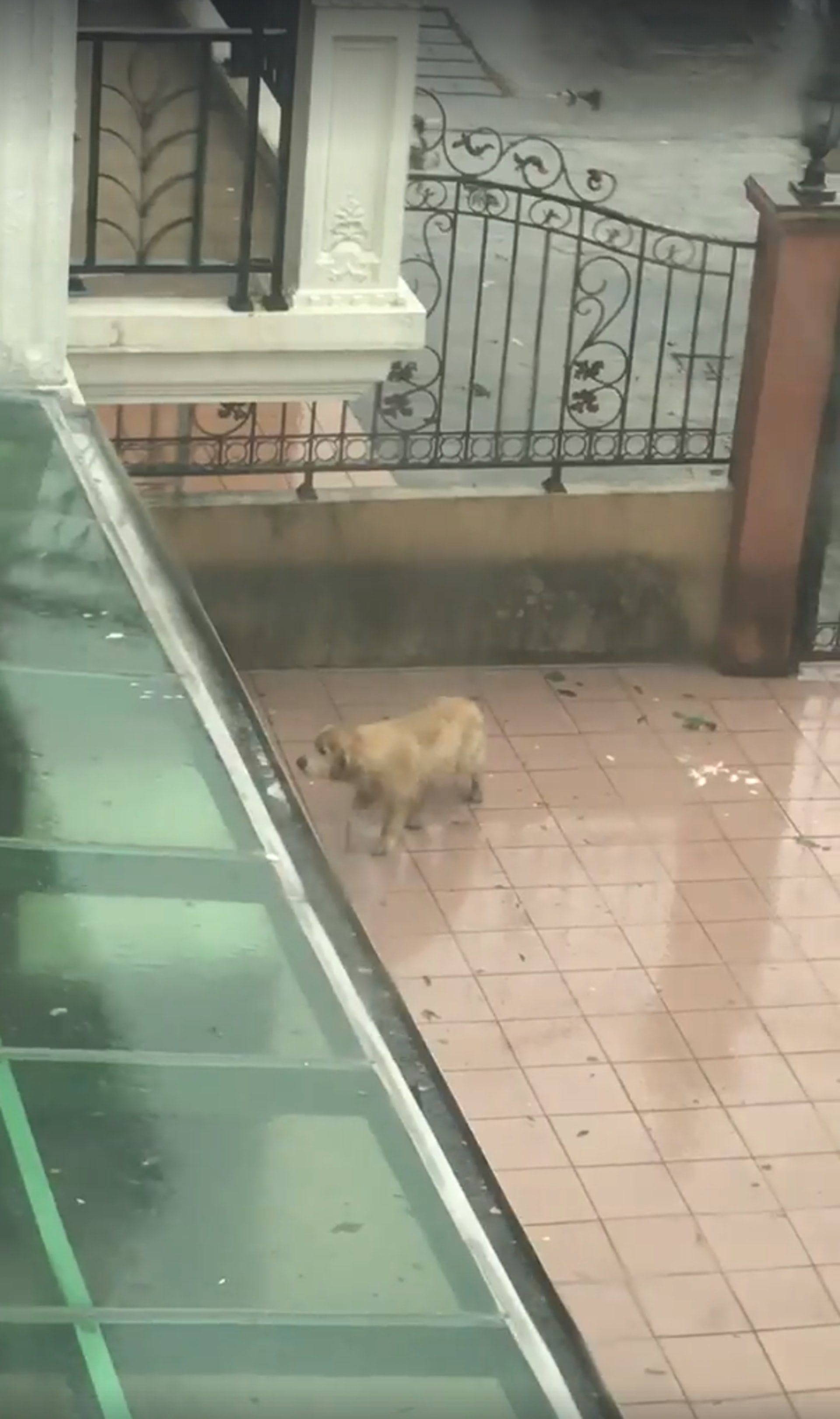 元朗還有其他居民一度將小狗放到屋外被網民拍下,屋主之後才將牠接入屋內。(fb群組「元朗吹水區」影片截圖) 元朗還有其他居民一度將小狗放到屋外被網民拍下,屋主之後才將牠接入屋內。(fb群組「元朗吹水區」影片截圖)