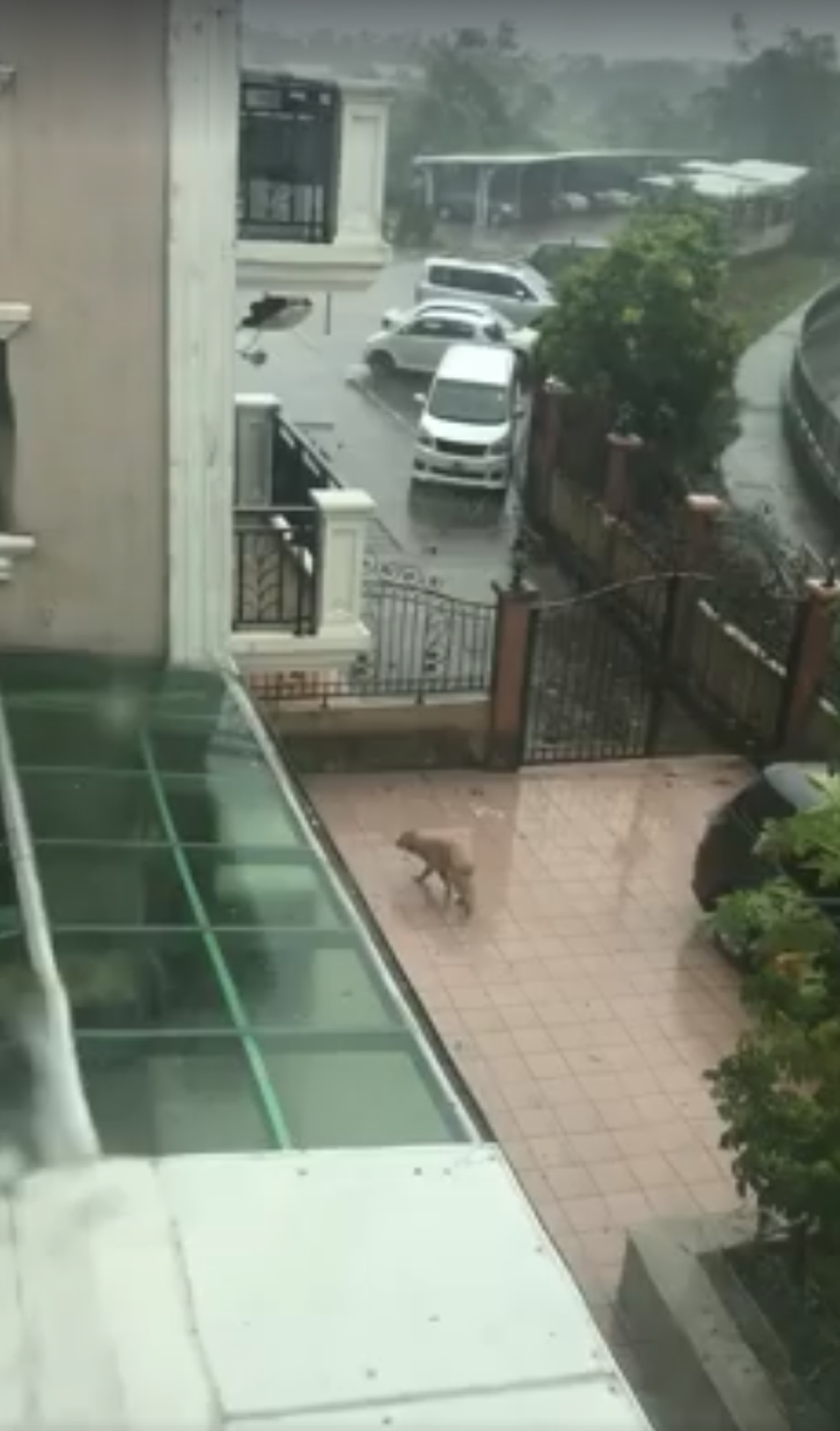 元朗還有其他居民一度將小狗放到屋外被網民拍下,屋主之後才將牠接入屋內。(fb群組「元朗吹水區」影片截圖) 元朗還有其他居民一度將小狗放到屋外被網民拍下,屋主之後才將牠接入屋內。(fb群組「元朗吹水區」影片截圖)