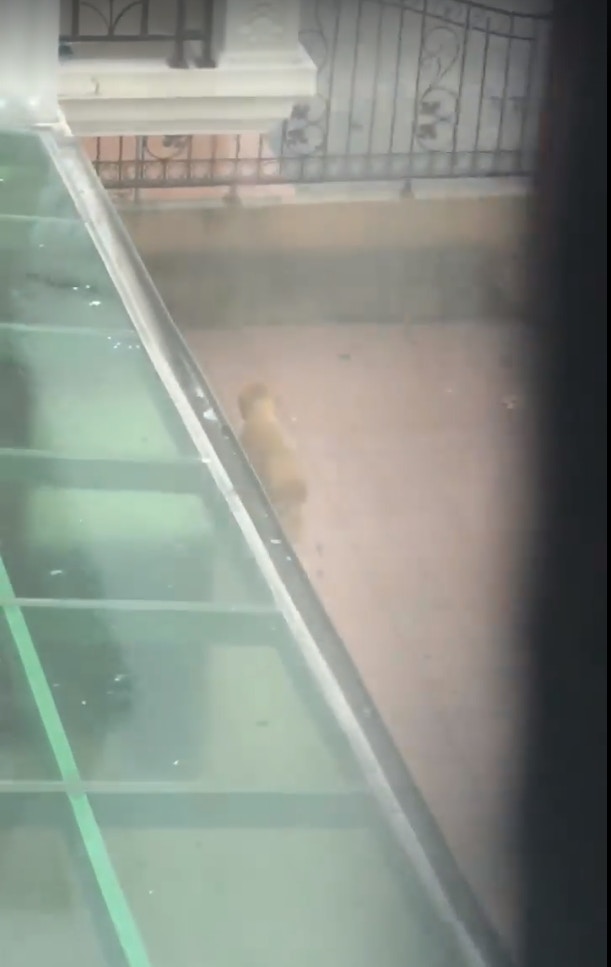 元朗還有其他居民一度將小狗放到屋外被網民拍下,屋主之後才將牠接入屋內。(fb群組「元朗吹水區」影片截圖) 元朗還有其他居民一度將小狗放到屋外被網民拍下,屋主之後才將牠接入屋內。(fb群組「元朗吹水區」影片截圖)