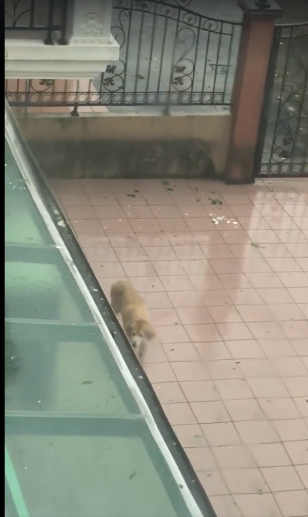 元朗還有其他居民一度將小狗放到屋外被網民拍下,屋主之後才將牠接入屋內。(fb群組「元朗吹水區」影片截圖) 元朗還有其他居民一度將小狗放到屋外被網民拍下,屋主之後才將牠接入屋內。(fb群組「元朗吹水區」影片截圖)