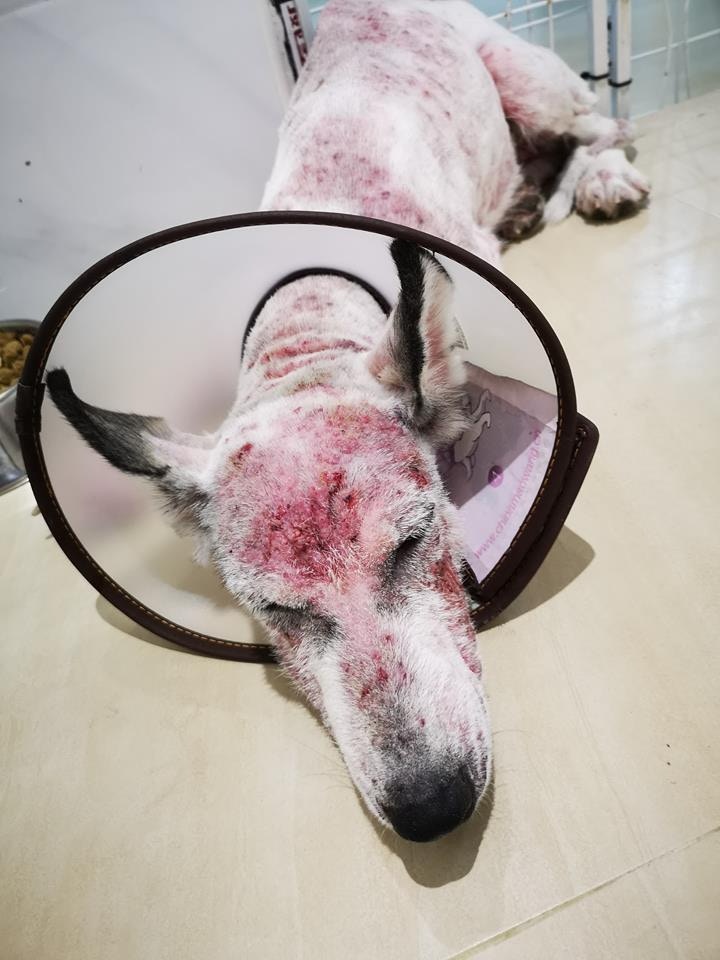 牠的頭部明顯潰爛。(相片由受訪者提供) 牠的頭部明顯潰爛。(相片由受訪者提供)