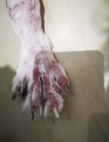 牠的四肢亦不例外,牠走路時甚至會滲出血水,導致地面血跡斑斑。(相片由受訪者提供) 牠的四肢亦不例外,牠走路時甚至會滲出血水,導致地面血跡斑斑。(相片由受訪者提供)
