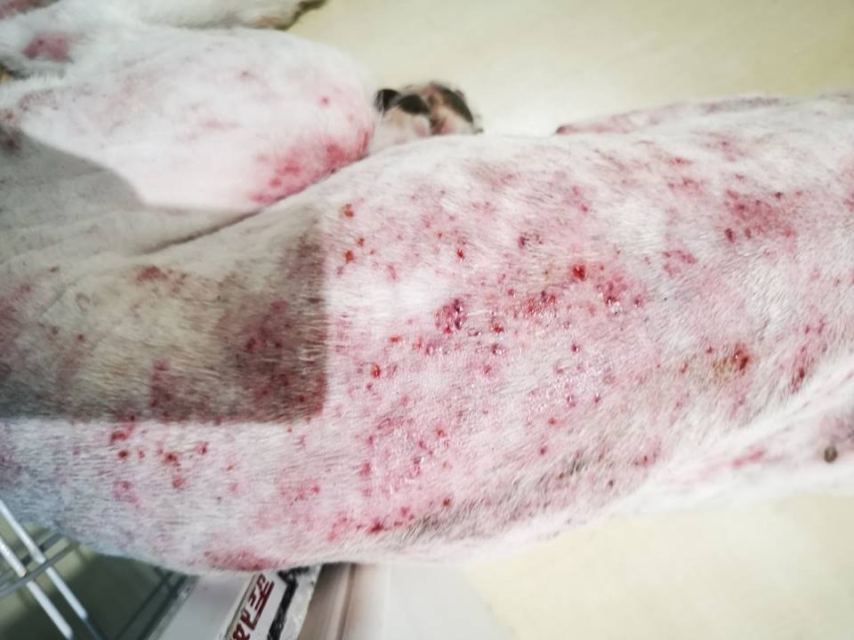 全身皮膚均被毛囊蟲寄生。(相片由受訪者提供) 全身皮膚均被毛囊蟲寄生。(相片由受訪者提供)