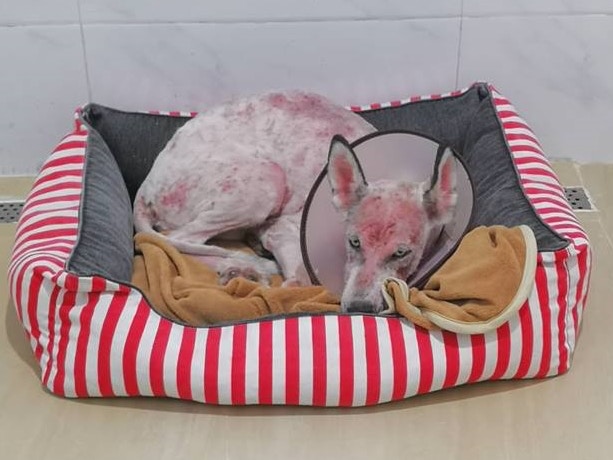 義工為牠取名為「山竹妹妹」。(相片由受訪者提供) 義工為牠取名為「山竹妹妹」。(相片由受訪者提供)