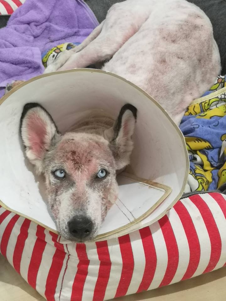 經過連日清洗傷口,山竹妹妹的皮膚狀態已經有所改善。(相片由受訪者提供) 經過連日清洗傷口,山竹妹妹的皮膚狀態已經有所改善。(相片由受訪者提供)