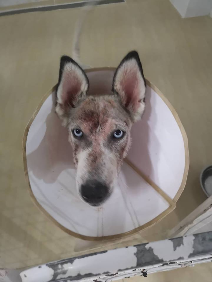 希望山竹妹妹痊癒後,可以找到一位愛鍚牠的主人。(相片由受訪者提供) 希望山竹妹妹痊癒後,可以找到一位愛鍚牠的主人。(相片由受訪者提供)