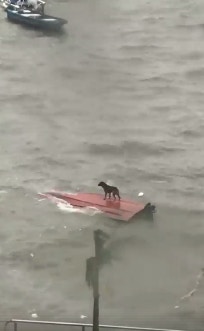 有網民拍到狗狗被困西貢近岸海面的一隻反艇上,遂上傳尋求救援方法。(Facebook群組「貢想 Vision Sai Kung」影片截圖) 有網民拍到狗狗被困西貢近岸海面的一隻反艇上,遂上傳尋求救援方法。(Facebook群組「貢想 Vision Sai Kung」影片截圖)