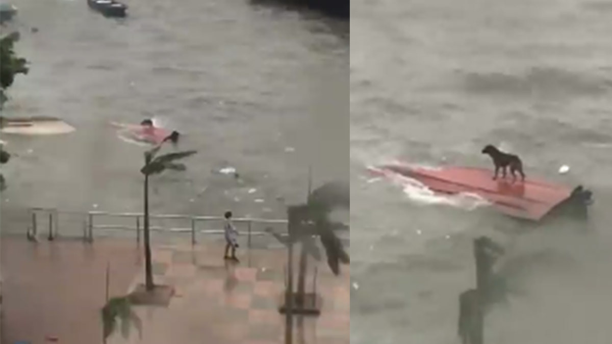 有網民拍到狗狗被困西貢近岸海面的一隻反艇上,遂上傳尋求救援方法。(Facebook群組「貢想 Vision Sai Kung」影片截圖) 有網民拍到狗狗被困西貢近岸海面的一隻反艇上,遂上傳尋求救援方法。(Facebook群組「貢想 Vision Sai Kung」影片截圖)