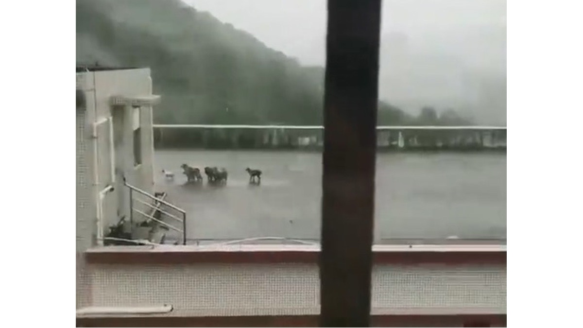群狗被遺留在天台,非常無助地於狂風大雨中苦撐。(亞洲善待動物組織微博圖片) 群狗被遺留在天台,非常無助地於狂風大雨中苦撐。(亞洲善待動物組織微博圖片)