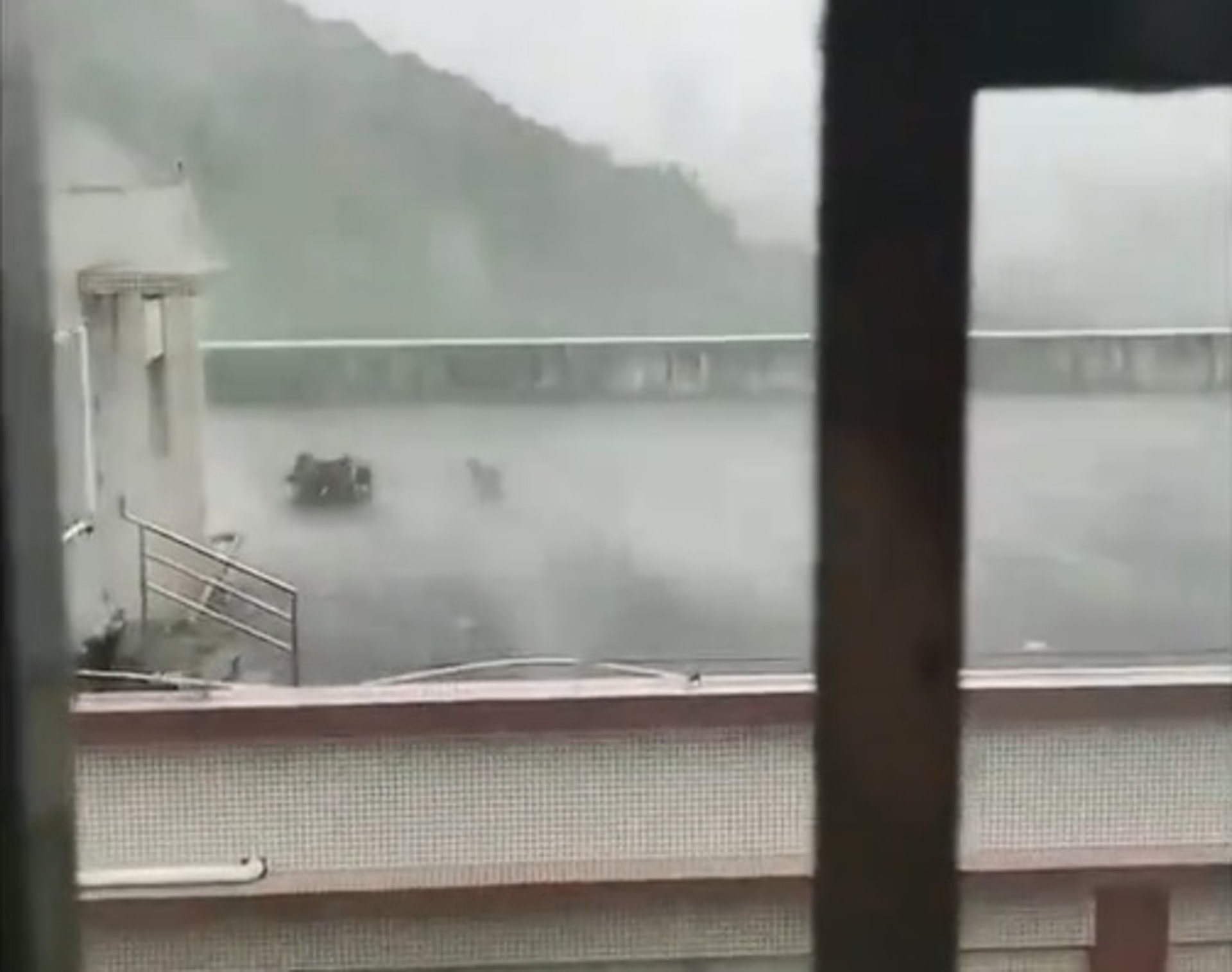 (亞洲善待動物組織微博片段圖片) (亞洲善待動物組織微博片段圖片)