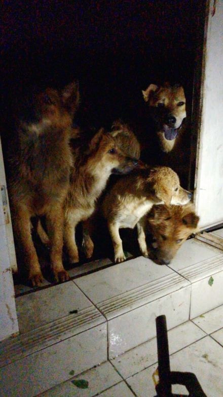 (亞洲善待動物組織微博片段圖片) (亞洲善待動物組織微博片段圖片)