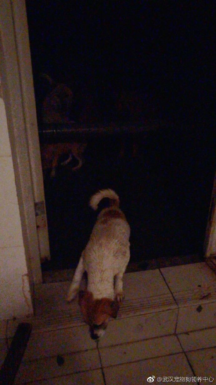 (亞洲善待動物組織微博片段圖片) (亞洲善待動物組織微博片段圖片)