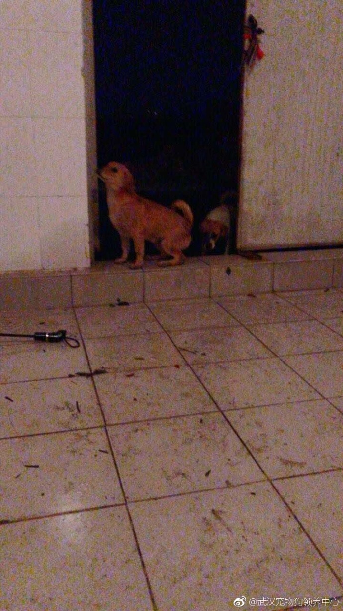 (亞洲善待動物組織微博片段圖片) (亞洲善待動物組織微博片段圖片)