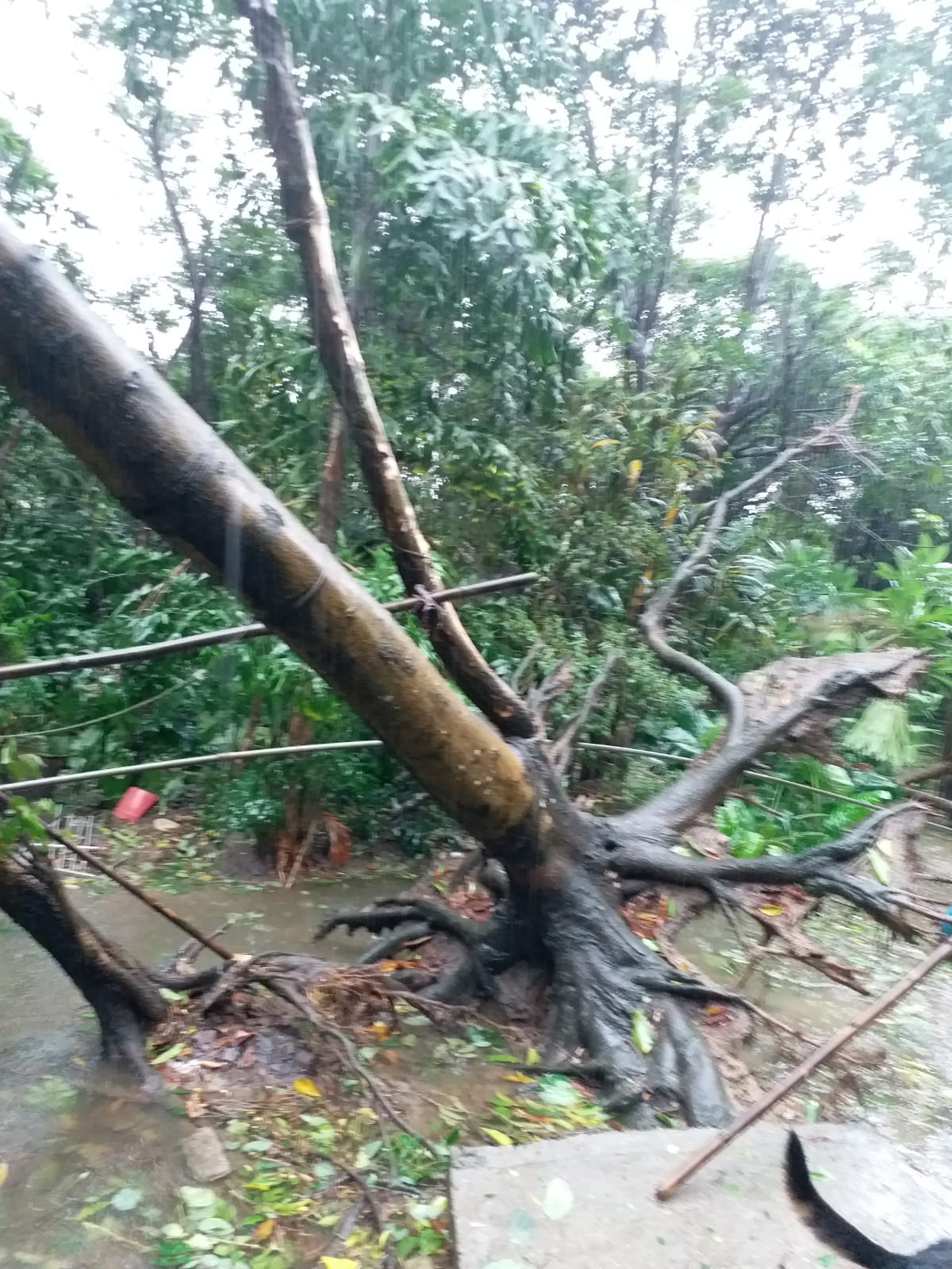 不止塌樹,狗場更被水淹。(鞍山瀝積仔的義工Janet提供) 不止塌樹,狗場更被水淹。(鞍山瀝積仔的義工Janet提供)