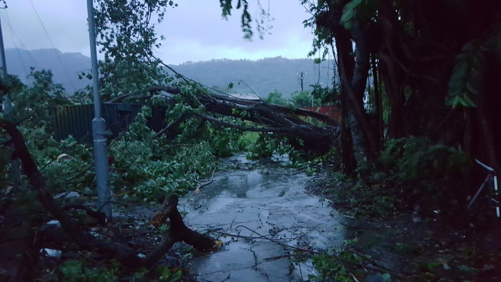 Notty表示當一眾義工抵達狗場附近時,已看見道路滿布倒塌大樹。(照片由義工Kimchi提供) Notty表示當一眾義工抵達狗場附近時,已看見道路滿布倒塌大樹。(照片由義工Kimchi提供)