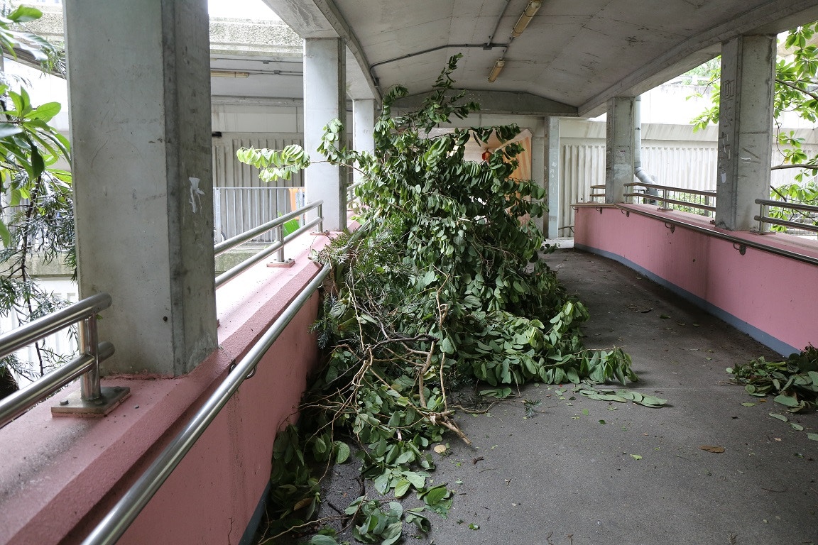 王伯伯把大型樹枝放到天穚的一角，以免阻擋行人使用。（鄺曉斌攝）