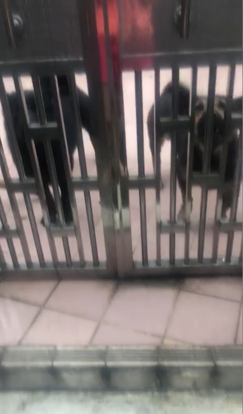 安采妮坦言擔心狗狗日後的處境。(Charlie On) 安采妮坦言擔心狗狗日後的處境。(Charlie On)