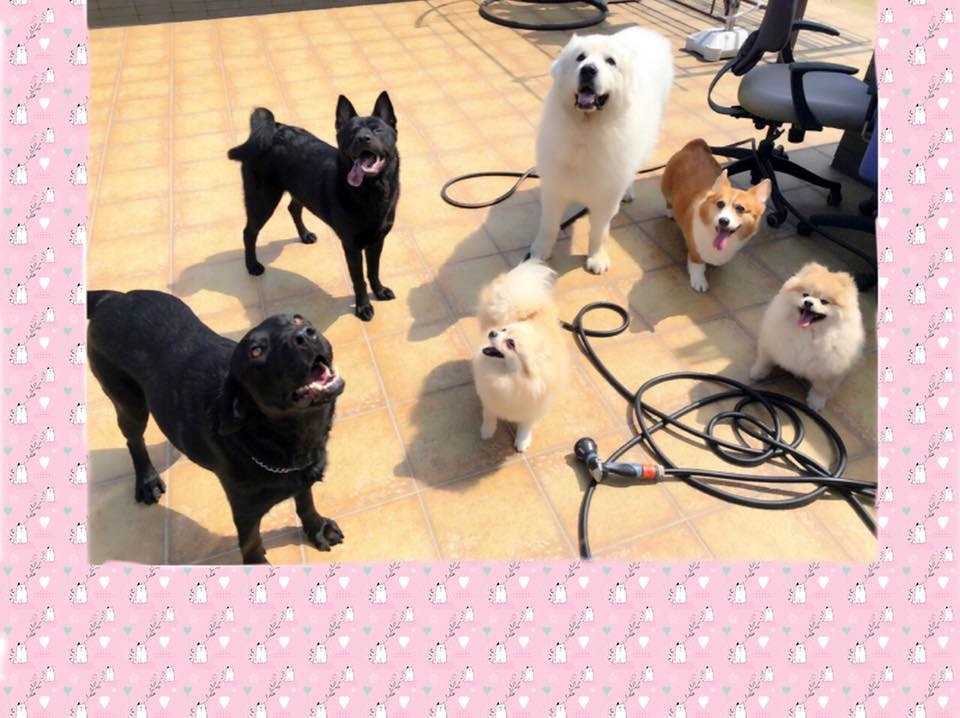 安采妮十分有愛心,經常上載寵物相片。(Charlie On) 安采妮十分有愛心,經常上載寵物相片。(Charlie On)