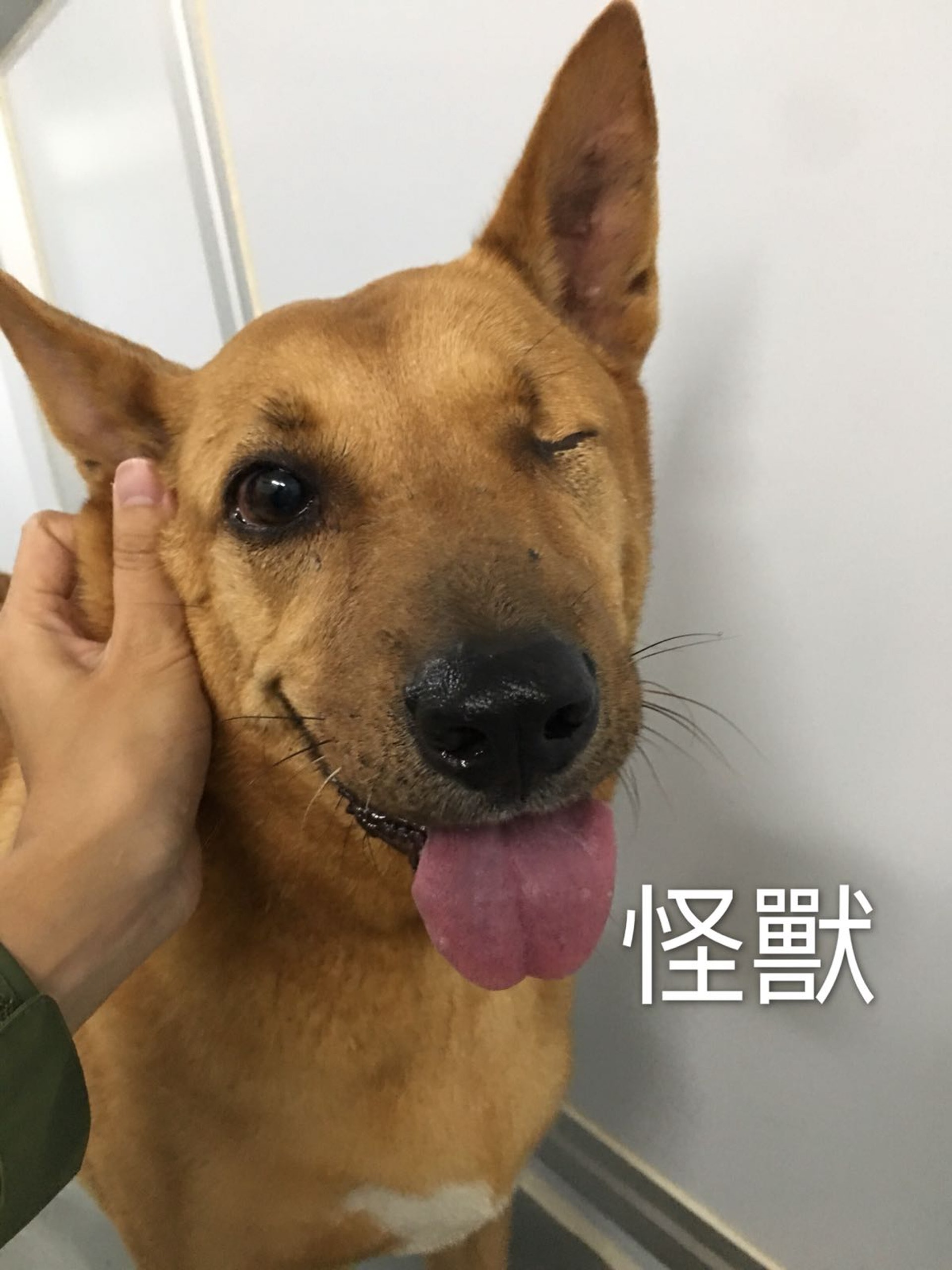 其中一隻被義工拯救的狗狗-怪獸(照片由義工Kimchi提供) 其中一隻被義工拯救的狗狗-怪獸(照片由義工Kimchi提供)