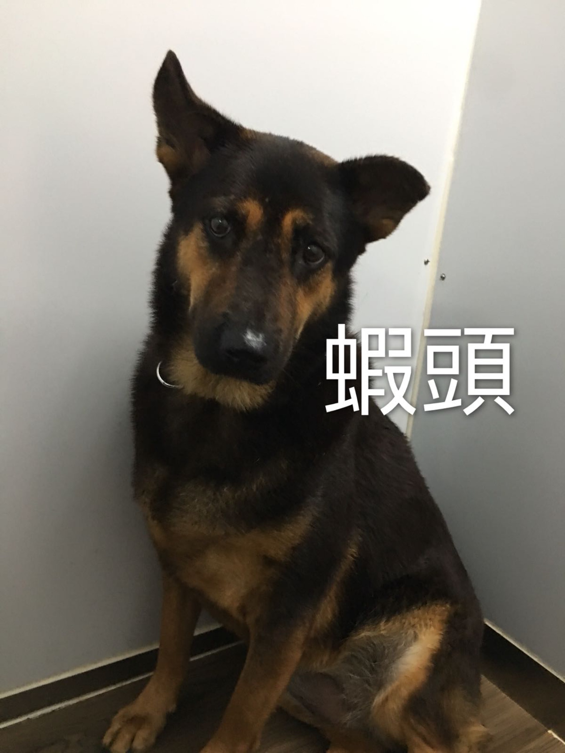 其中一隻被義工拯救的狗狗-蝦頭(照片由義工Kimchi提供) 其中一隻被義工拯救的狗狗-蝦頭(照片由義工Kimchi提供)