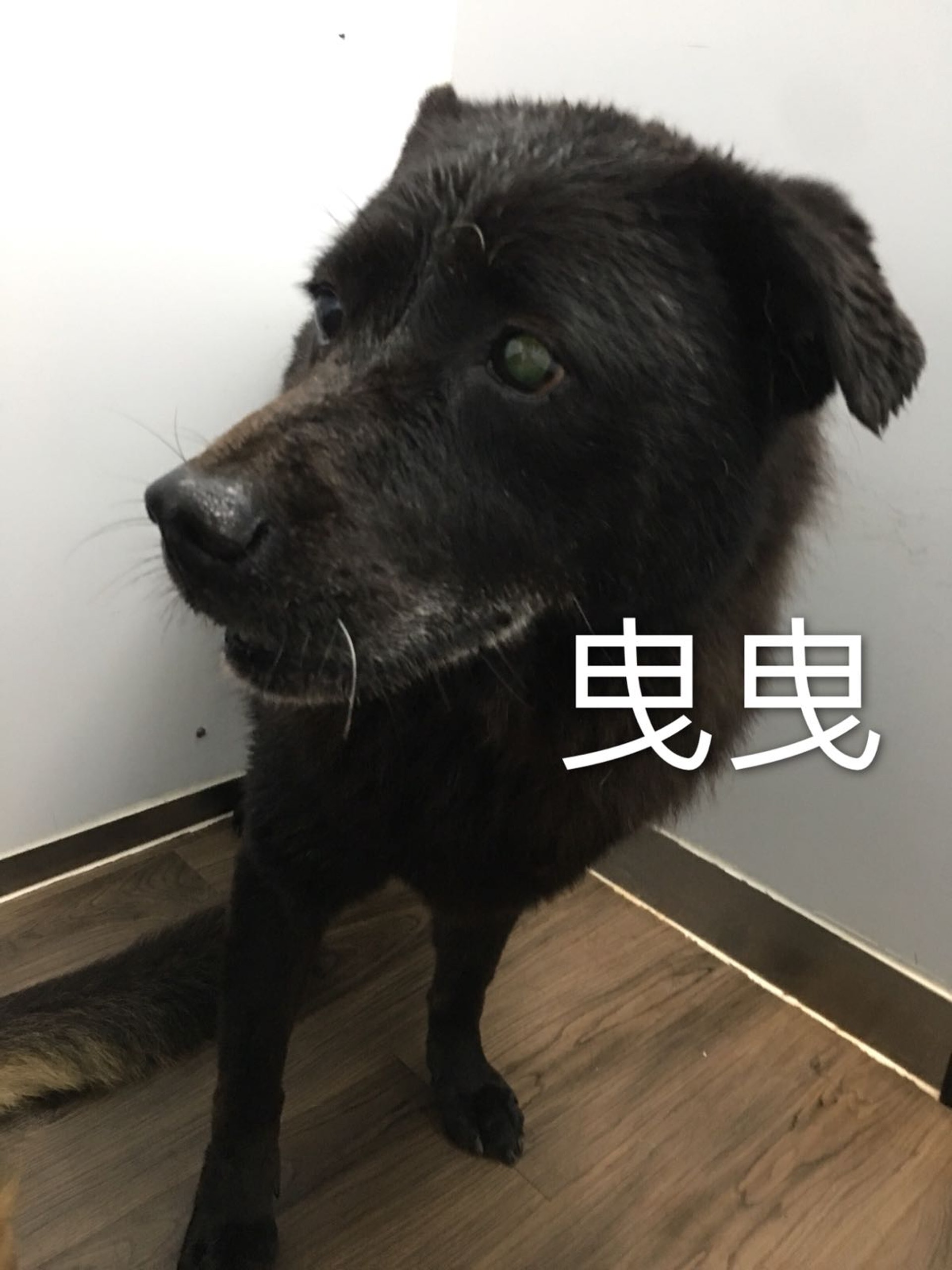 其中一隻被義工拯救的狗狗-曳曳(照片由義工Kimchi提供) 其中一隻被義工拯救的狗狗-曳曳(照片由義工Kimchi提供)