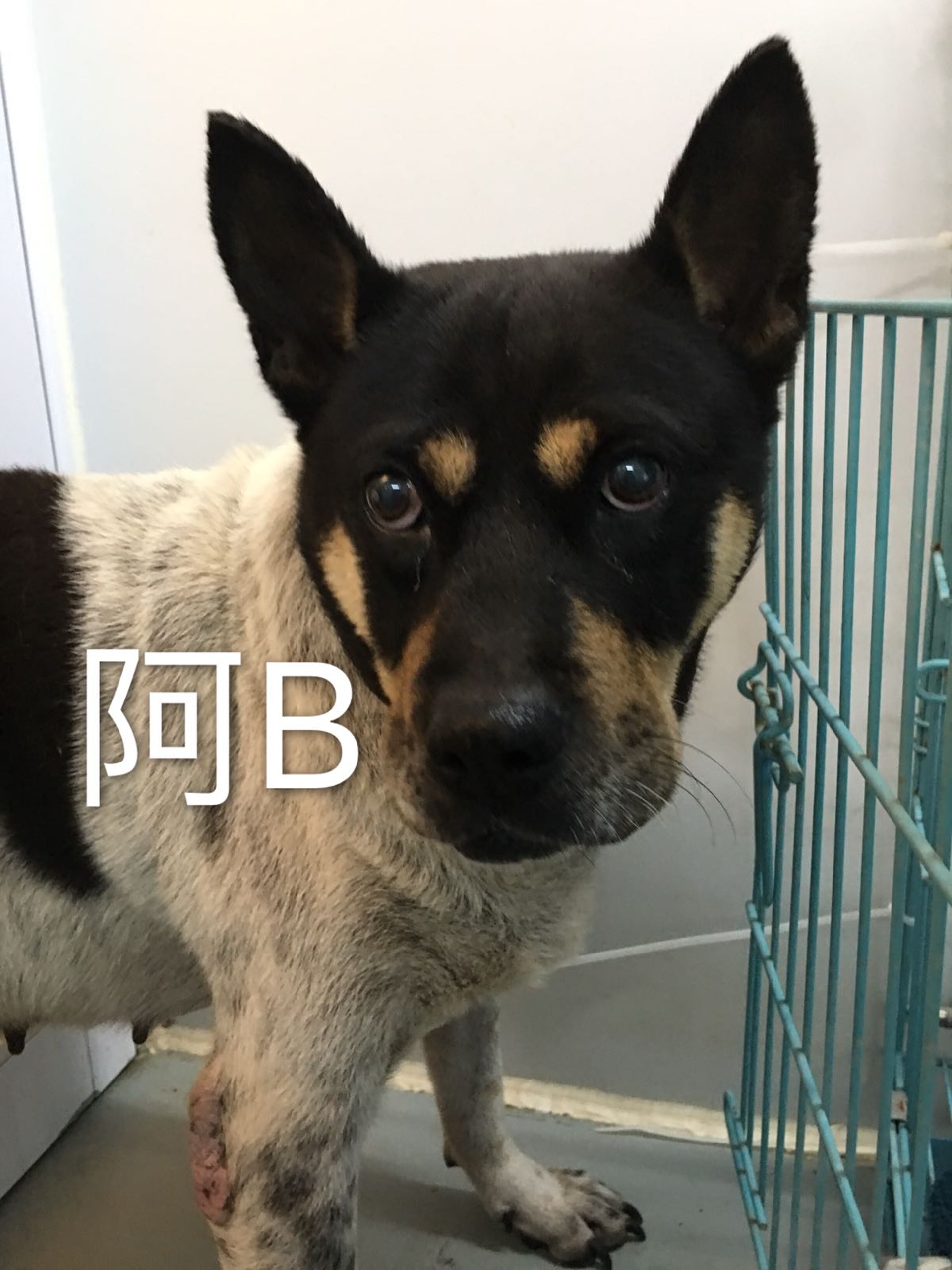 其中一隻被義工拯救的狗狗-阿B(照片由義工Kimchi提供) 其中一隻被義工拯救的狗狗-阿B(照片由義工Kimchi提供)
