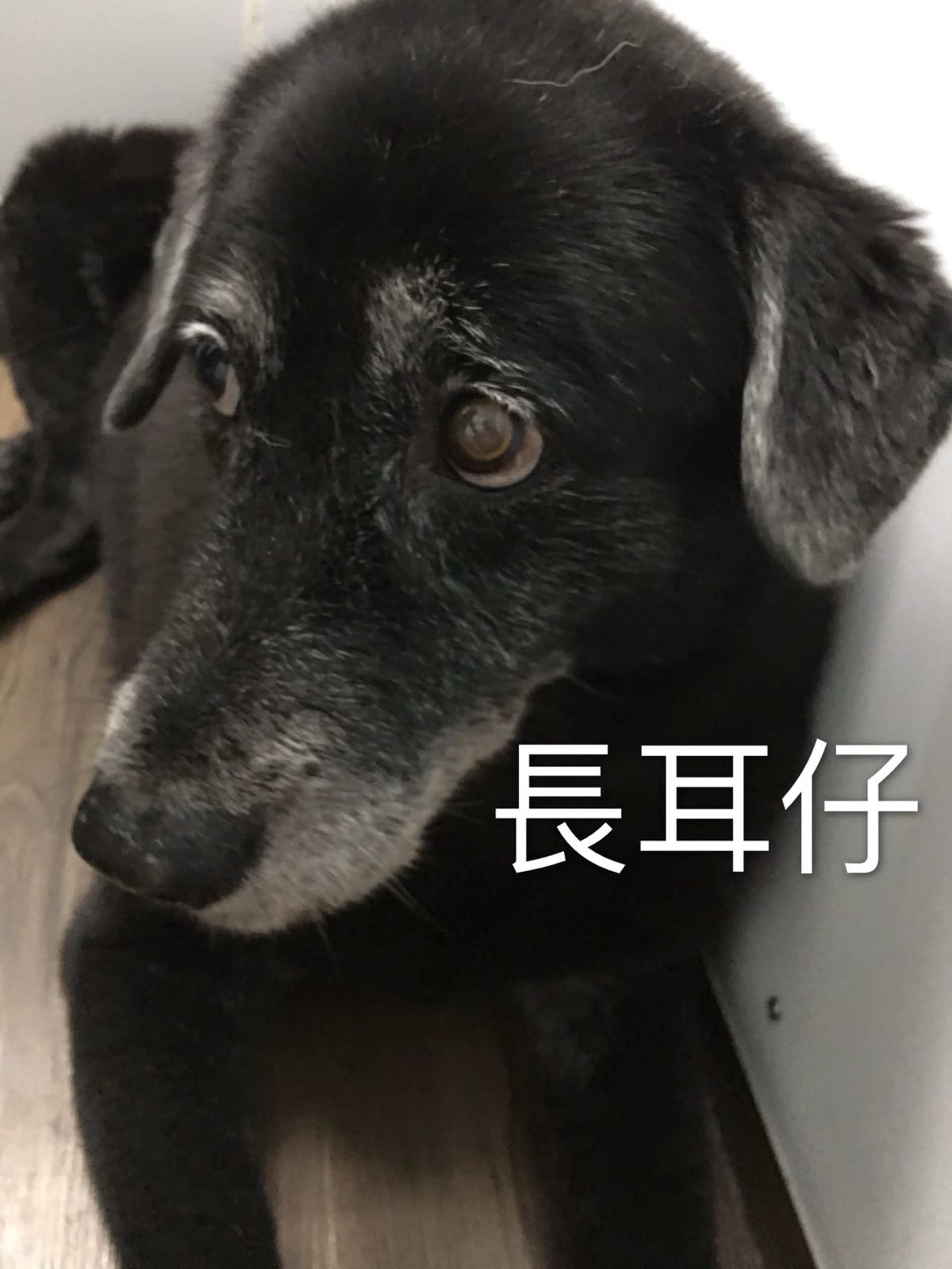 其中一隻被義工拯救的狗狗-長耳仔(照片由義工Kimchi提供) 其中一隻被義工拯救的狗狗-長耳仔(照片由義工Kimchi提供)