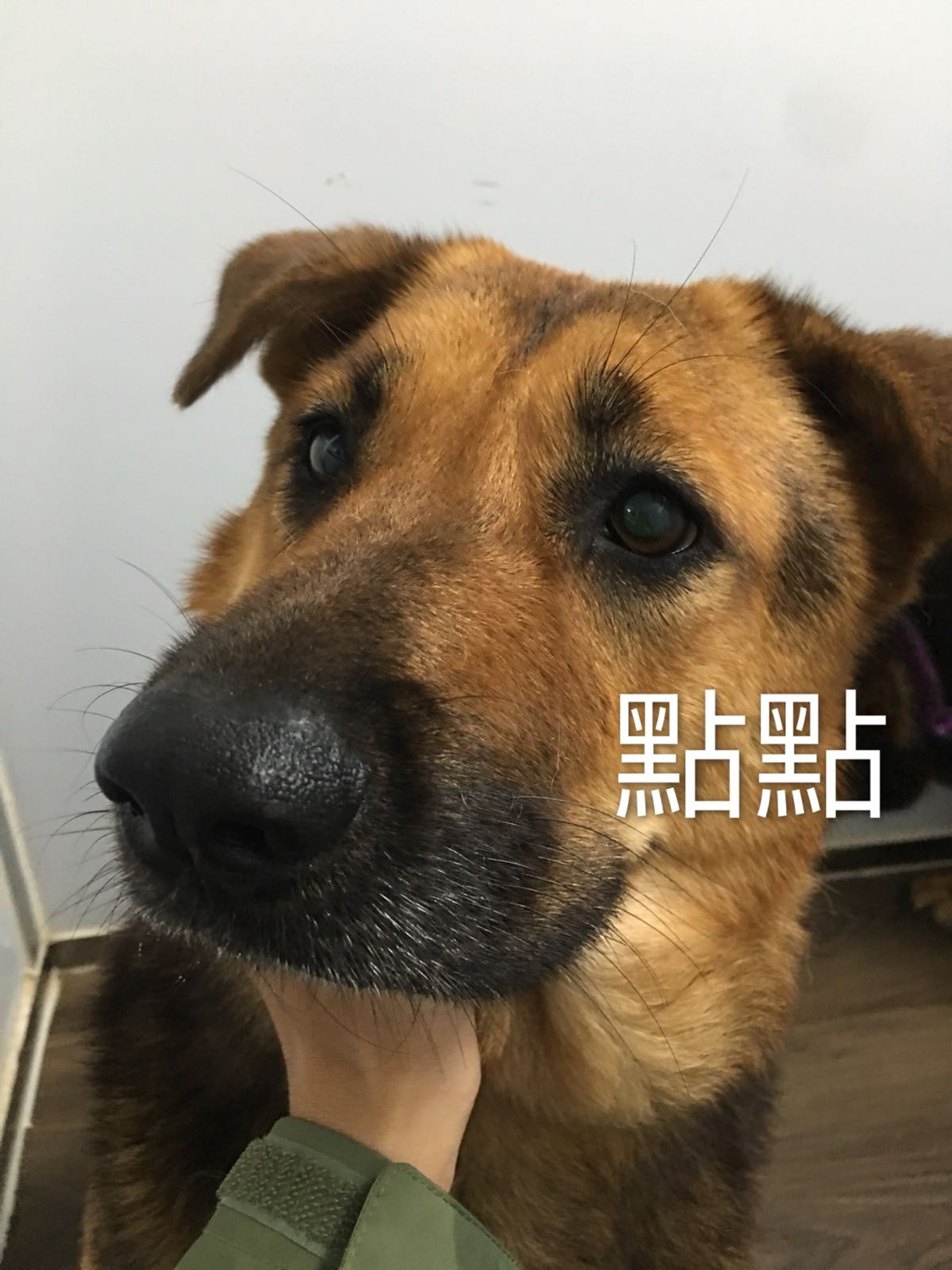 其中一隻被義工拯救的狗狗-點點(照片由義工Kimchi提供) 其中一隻被義工拯救的狗狗-點點(照片由義工Kimchi提供)