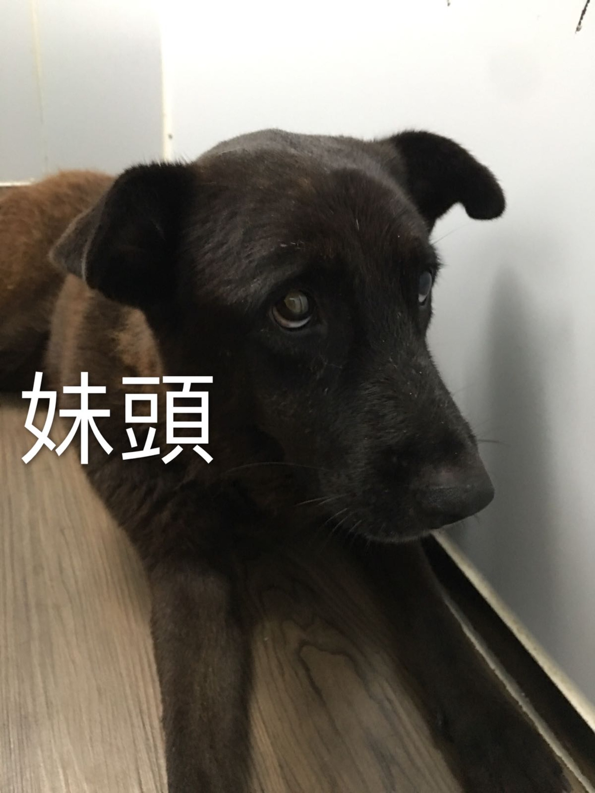 其中一隻被義工拯救的狗狗-妹頭(照片由義工Kimchi提供) 其中一隻被義工拯救的狗狗-妹頭(照片由義工Kimchi提供)