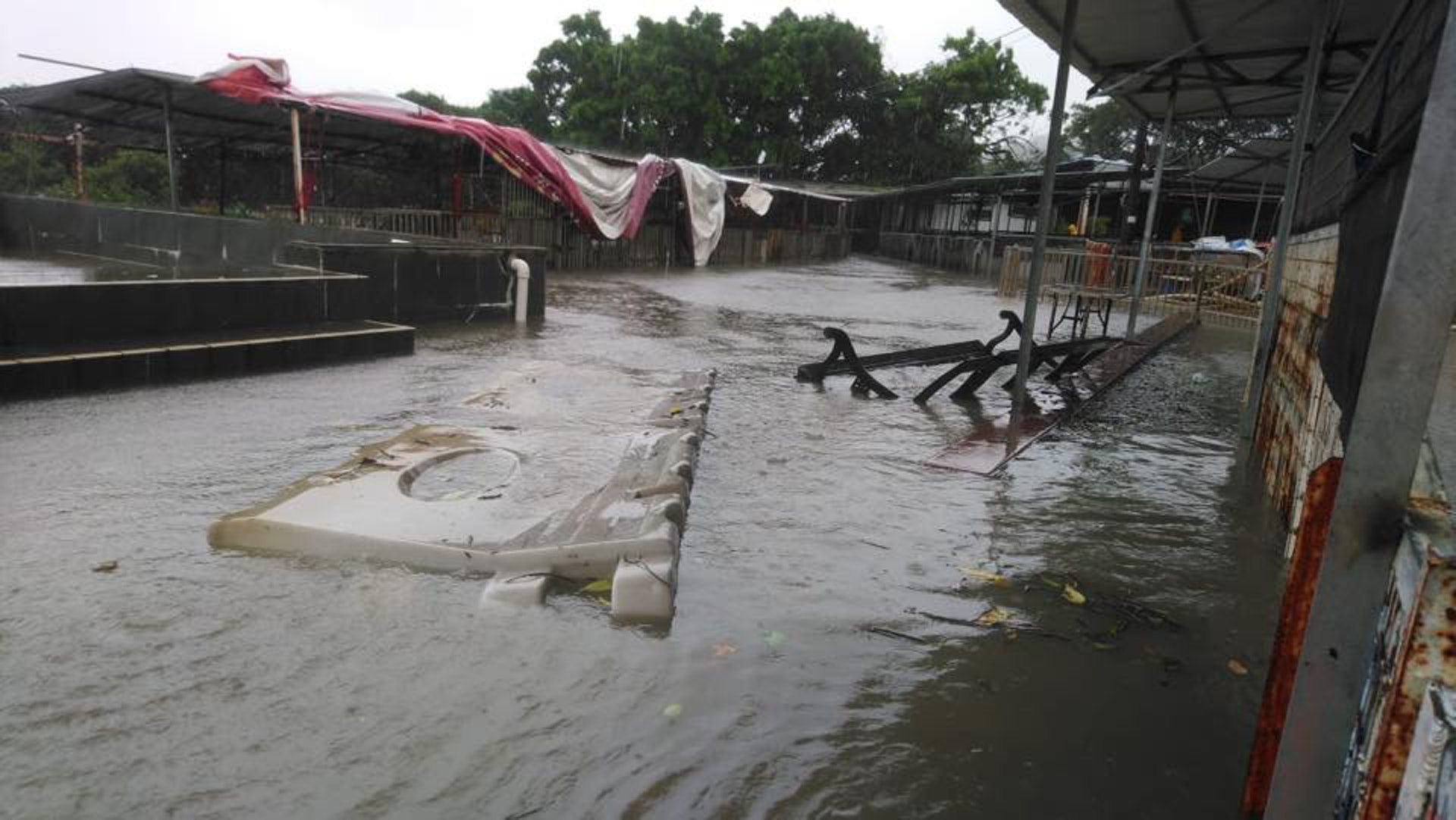 水馬在場內飄浮。(拯救遺棄寵物中心提供) 水馬在場內飄浮。(拯救遺棄寵物中心提供)
