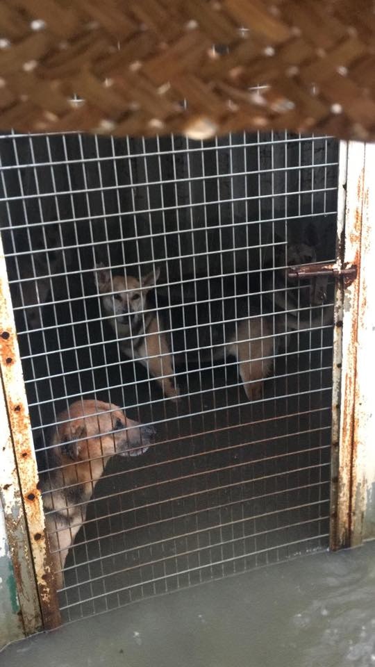 颱風期間,犬隻亦感到非常不安。(拯救遺棄寵物中心提供) 颱風期間,犬隻亦感到非常不安。(拯救遺棄寵物中心提供)