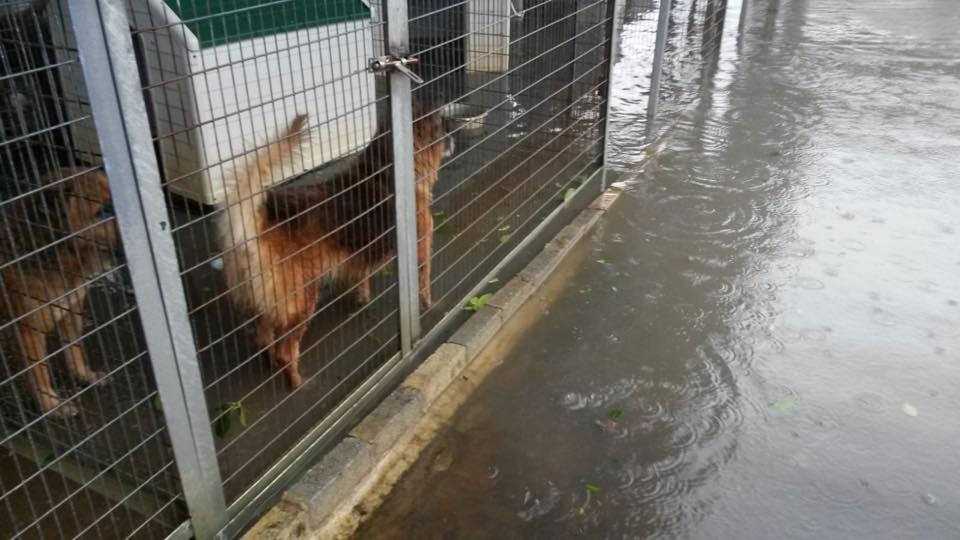 拯救遺棄寵物中心場主在颱風期間到狗倉查看犬隻狀況時,不幸滑倒,整個人浸沒在海水中。幸好,並無大礙。(拯救遺棄寵物中心) 拯救遺棄寵物中心場主在颱風期間到狗倉查看犬隻狀況時,不幸滑倒,整個人浸沒在海水中。幸好,並無大礙。(拯救遺棄寵物中心)