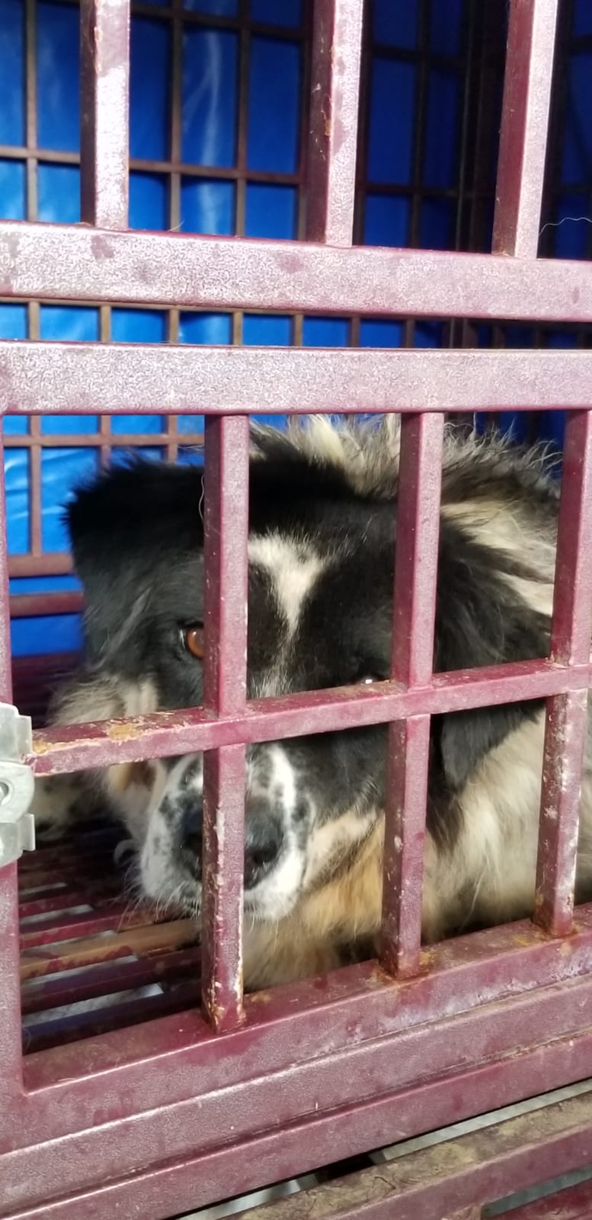 (相片由阿棍屋提供) (相片由阿棍屋提供)