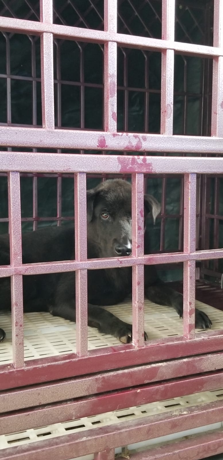 (相片由阿棍屋提供) (相片由阿棍屋提供)