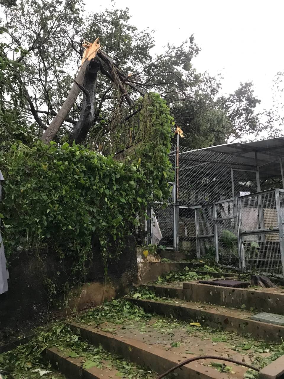 (相片由救狗之家提供) (相片由救狗之家提供)