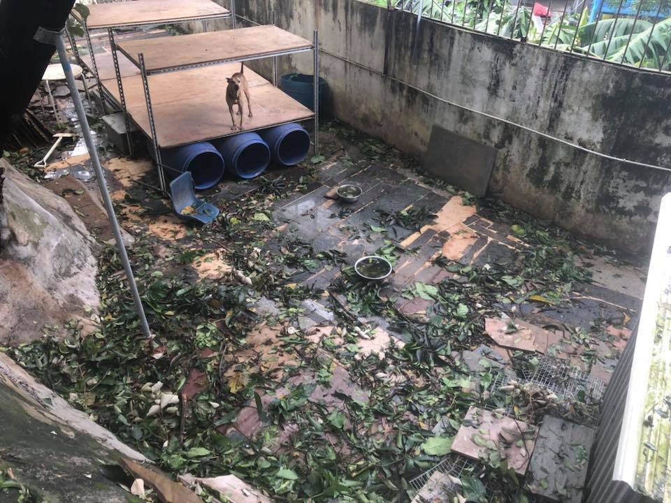 (相片由救狗之家提供) (相片由救狗之家提供)