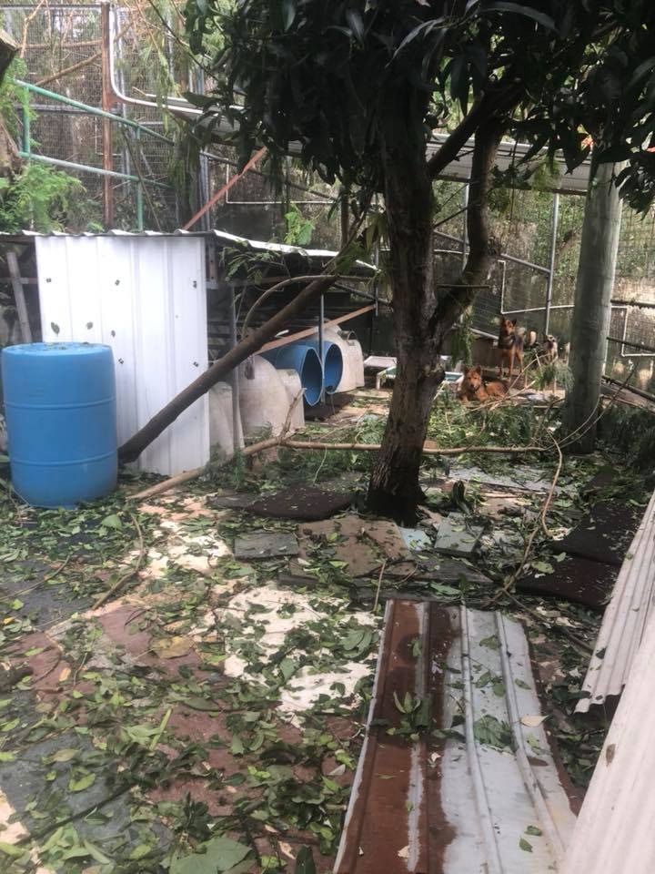 (Facebook圖片:毛孩守護者) (Facebook圖片:毛孩守護者)