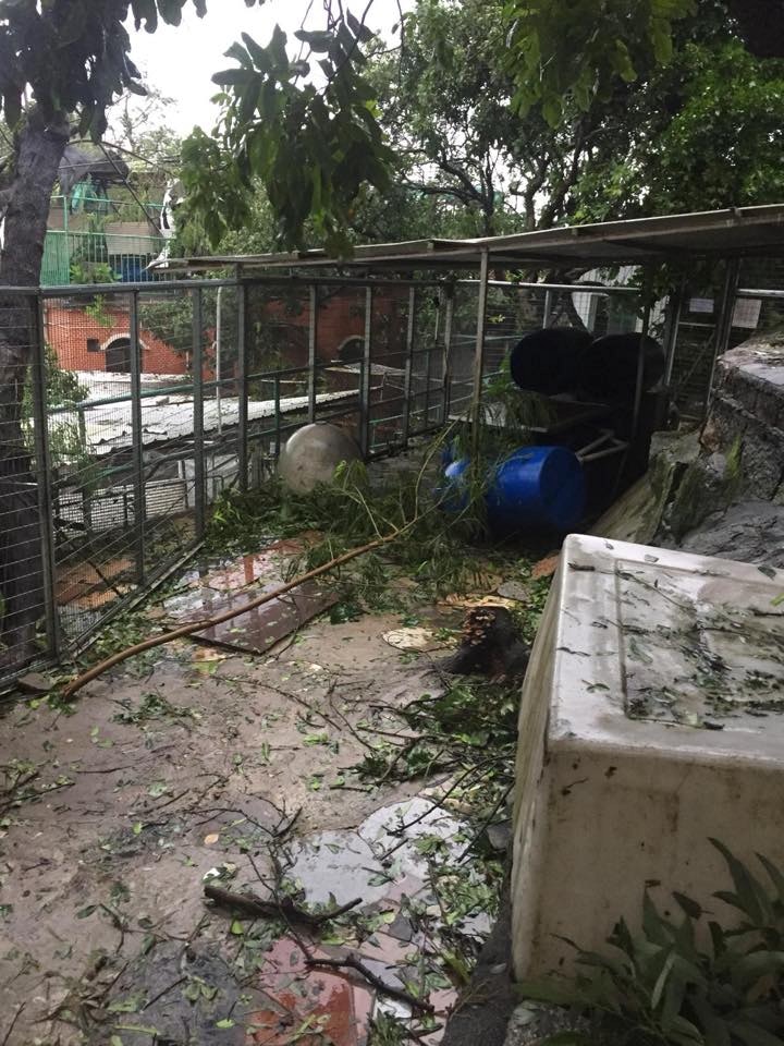 (Facebook圖片:毛孩守護者) (Facebook圖片:毛孩守護者)