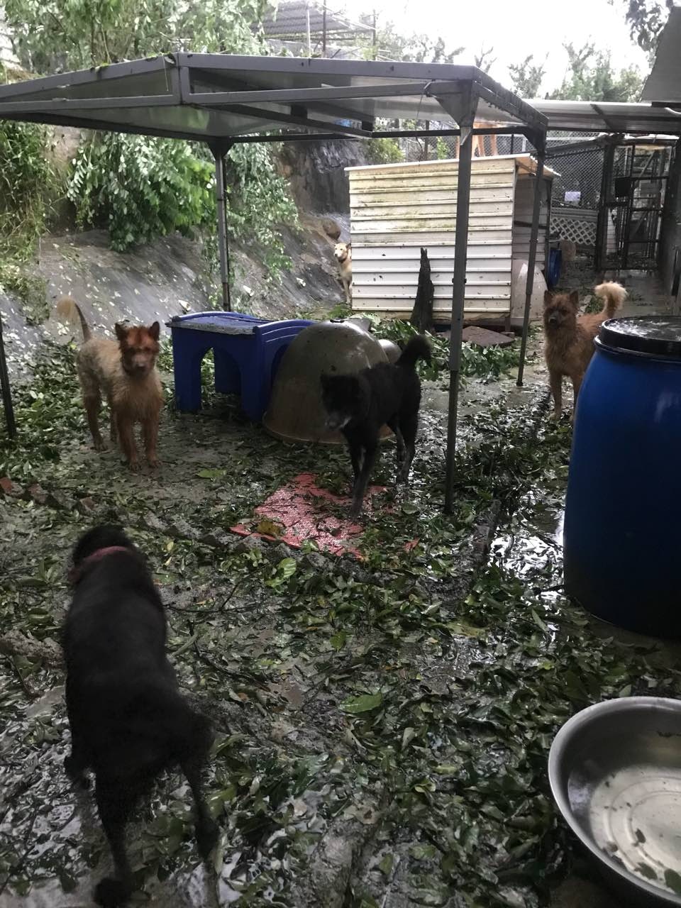 (Facebook圖片:毛孩守護者) (Facebook圖片:毛孩守護者)