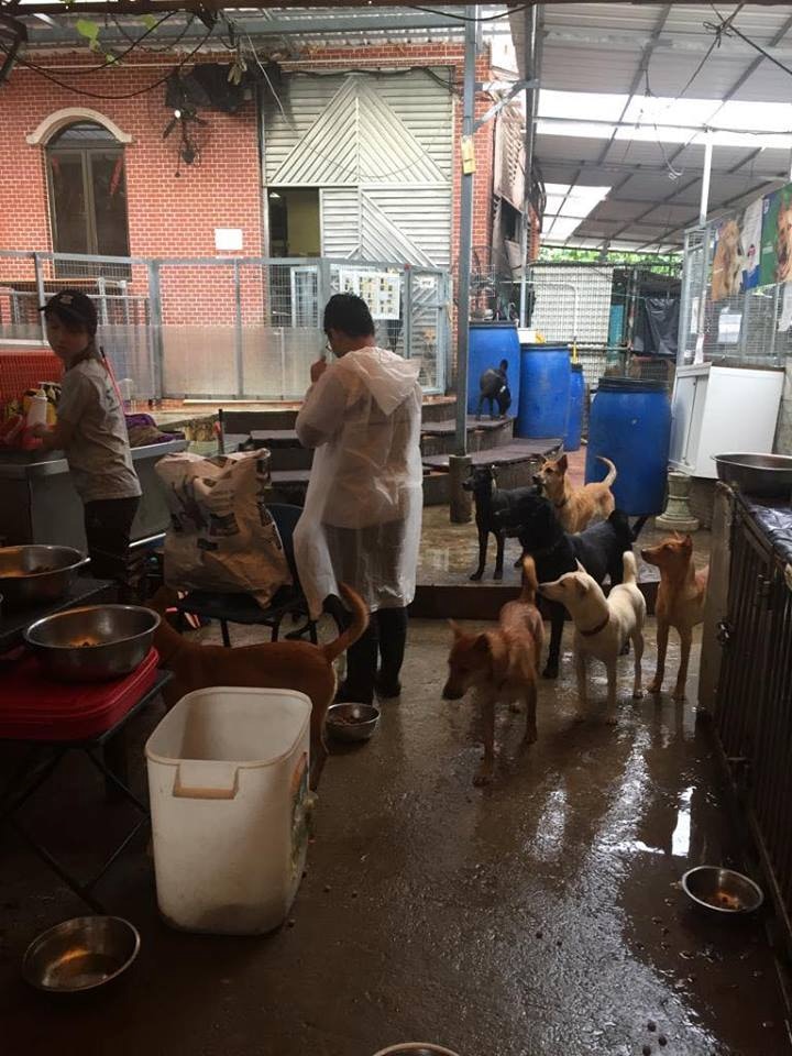 (Facebook圖片:毛孩守護者) (Facebook圖片:毛孩守護者)