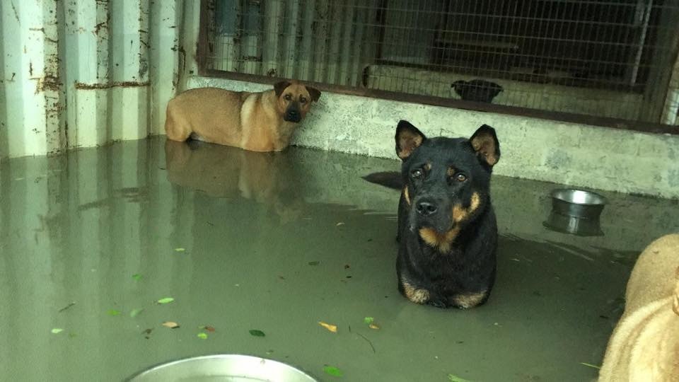 (相片由RCAP拯救遺棄寵物中心提供) (相片由RCAP拯救遺棄寵物中心提供)