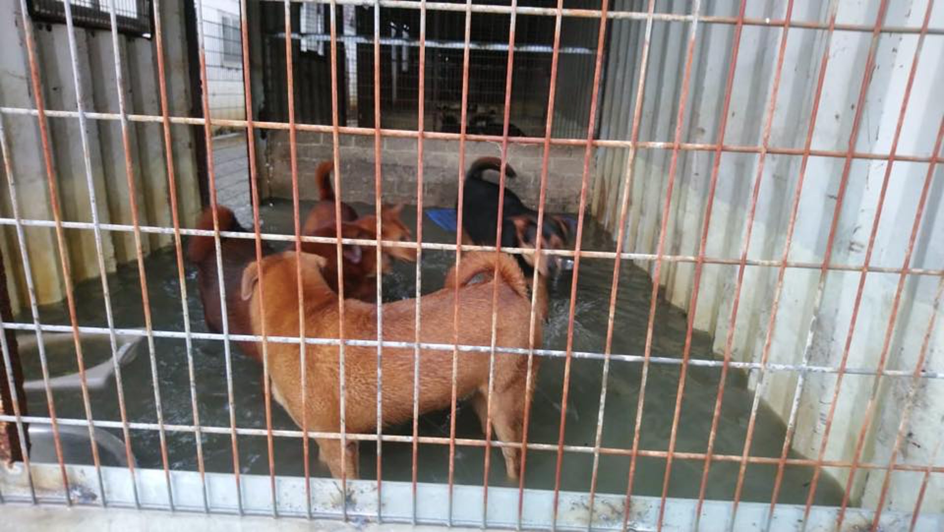 (相片由RCAP拯救遺棄寵物中心提供) (相片由RCAP拯救遺棄寵物中心提供)